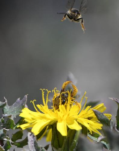 Andrena sp.